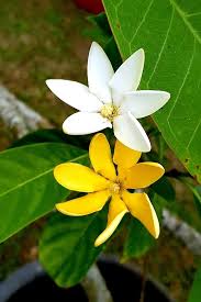 Image result for Gardenia transvenulosa