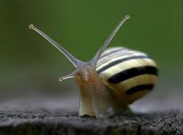 Amazing Beautiful Nature Gifts Avec Images Escargot Animaux Images