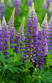 Maybe you would like to learn more about one of these? Growing Russell Lupins How To Care For Russell Lupins Plants