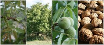 2 days ago · how it takes of course depends on what you plant so let's look at a few common overstory food production trees and their time to maturity. The Essential Guide To Everything You Need To Know About Growing Walnuts Juglans Regia The Permaculture Research Institute