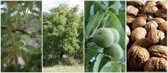 I called a sawmill about two black walnuts. The Essential Guide To Everything You Need To Know About Growing Walnuts Juglans Regia The Permaculture Research Institute