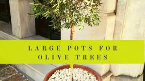 Preparing your soil before you plant will greatly improve your plant's performance and promote healthy, vigorous growth. 7 Best Large Pots For Olive Trees Reviews 4 Material Types