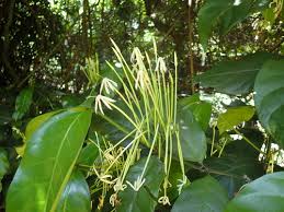 Image result for Oxyanthus pyriformis