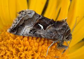 Image result for Syngrapha hochenwarthi