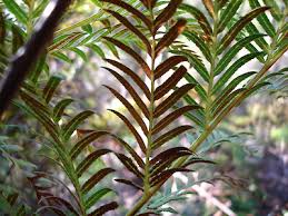 Image result for Todea