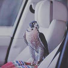 حر المراجل فيه سابح وغطاس ولاكل من طبه يجيد السباحه ولاكل طير يعتلي قيل قرناس كم طير يشكي علته من جناحه animals birds of prey prey