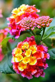Pin On Gardening