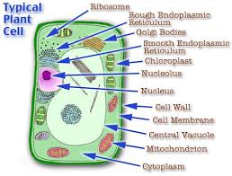 We did not find results for: 55 Erick Hw School Ideas Cells Project Plant Cell Project Cell Model