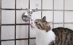 No need for human intervention. How Often Should I Bathe My Cat Perromart Singapore Perromart Sg
