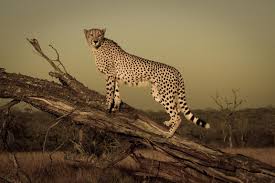 These specialists go above and beyond to organize the ultimate african safari tour. The Beginner S Guide To A Safari In South Africa