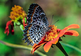 Ceylon Lacewing Lacewing Butterfly Photos Photo