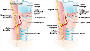 In its anatomic position, the thyroid gland lies posterior to the sternothyroid and sternohyoid muscles. Comprehensive Review Of Thyroid Embryology Anatomy Histology And Physiology For Surgeons