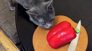 Pepperoni, with spices like red pepper, black pepper, and garlic, may just be too spicy for your cat's belly. Can Cats Eat Peppers Cat Kingpin