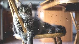 Cbd oil for cats is simply cannabidiol extracted organically from the hemp plant and administered in smaller doses. Hemp Oil For Cats What Can It Help With Boredmom