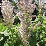 Contact Clary Sage