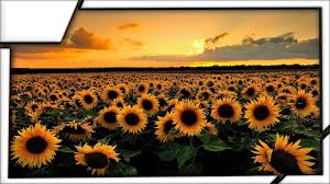 Each year, natorp's plants a sunflower field for the community to enjoy, and we are thankful to all that share the sunflower field is our way of saying thanks to the community that supports our business. The Largest Sunflower Field Tuscany Italy Youtube