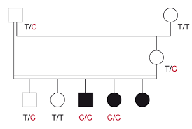Canines don't adapt to different foods the same way humans do and modifications to. Genes Free Full Text Lamb3 Missense Variant In Australian Shepherd Dogs With Junctional Epidermolysis Bullosa Html
