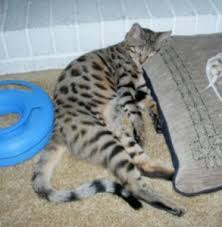 F1 & f2 generations have quite a little litter one time annually, at the time they even prolong longer time without giving birth. F1 Thru F5 Savannah Cat Size Guide African Cats Savannah Cat Breed