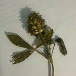 Image result for Trifolium squarrosum