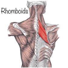 We did not find results for: My Journey Around The World Upper Middle Back Shoulder Or Arm Pain