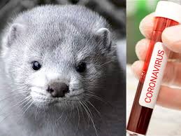Coronavirus Spread Here S Why Denmark Is Planning To Kill Its 17 Million Mink Population The Times Of India