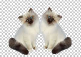 The munchkin cat or sausage cat is a relatively new breed of cat characterized by its very short legs, which are caused by genetic mutation.the munchkin is considered to be the original breed of dwarf cat. Siamese Cat Persian Cat Birman Kitten Munchkin Cat Png Clipart Animal Animals Balinese Cat Birman Caht