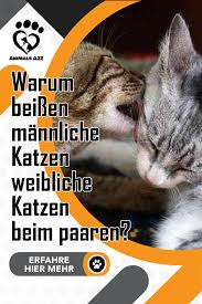, main coon geschlechtsreife, geschlechtsreife maine coon kater, maine coon decken, main coon kater geschlechtsreif, wann. Warum Beissen Mannliche Katzen Weibliche Katzen Beim Paaren Katzen Katzen Infos Milchtritt