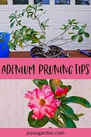 Pin On Adenium