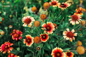 You can also customize flower bouquets online as per your desire. Blanket Flower Gallardia Plant Care Growing Guide