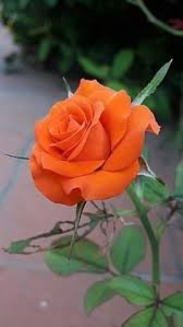 15 016 просмотров 15 тыс. 900 Orange Flowers Ideas Flowers Orange Flowers Beautiful Flowers