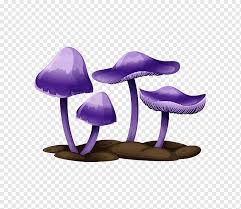 Check spelling or type a new query. Edible Mushroom Drawing Illustration Mushroom Fungus Purple Violet Mushroom Soup Png Pngwing