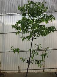 Image result for Diospyros loureiriana