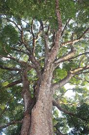 Image result for Khaya