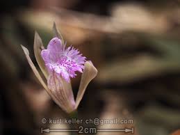 Image result for Nervilia crociformis