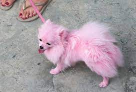 It gives a crystal clear finish. How To Dye Your Dog S Hair Animal Behavior College Dog Dye Dog Hair Dye Pet Costumes