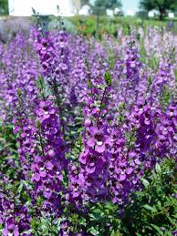 Summer snapdragons (angelonia) have tall conical blossoms that come in various pastel shades, including lilac and purple. Angelonia Serena Series Garden Housecalls