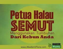 Ia adalah cara kreatif yang dikongsi netizen dalam spray keliling stoking untuk kesan yang lebih efektif. Akademi Flora Cara Cara Nak Halau Semut 1 Cili Facebook