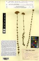 Image result for Sebaea sedoides