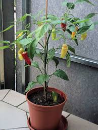 Image result for Capsicum baccatum