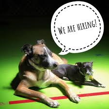 Dan Perata Training Is Hiring We Are Looking For Dog Handlers And Cleaning Staff This Is An Amazing Opportunity To Work In Dog Training We Are Hiring Hiring