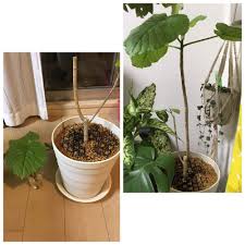 ひょろひょろになったウンベラータを剪定してから夏まで Greensnap グリーンスナップ
