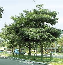 Image result for Alstonia