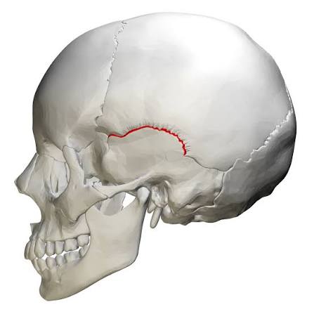 Squamosal suture - كيف تنمو جمجمة الطفل إلى الأعلى؟