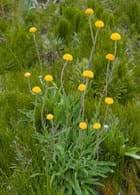 Image result for Wahlenbergia paludicola