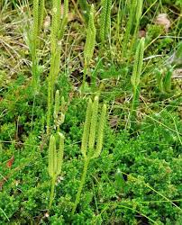 Image result for Lycopodium