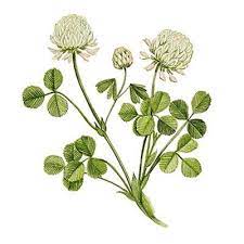 Pin On Flowers Drawings