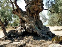 Ulivi Plurisecolari Weird Trees Olive Tree Beautiful Tree