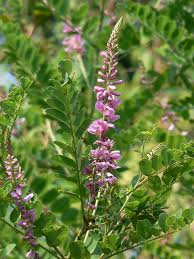 Image result for Indigofera mendonçae