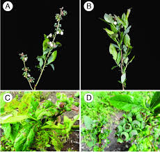 This is from kansas state affected leaves turn a yellowish color while the leaf veins remain a dark green. Virus Like Symptoms On Highbush Blueberry Cv Patriot A Apical Download Scientific Diagram