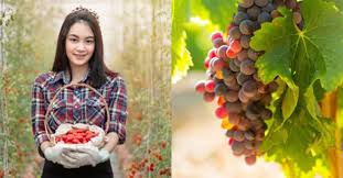 Tidak mengherankan jika tomat tumbuh dengan baik di dalam pot. 10 Tanaman Buah Dalam Pot Yang Mudah Ditanam Di Rumah